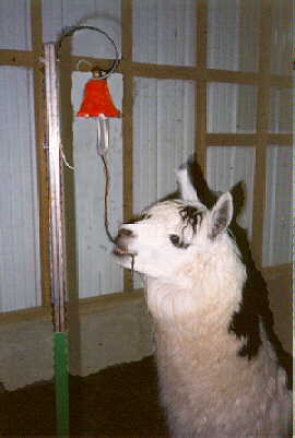 Llamas can be clicker trained