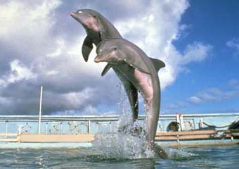 dolphins