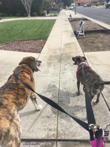 Two dogs being walked on a leash